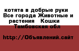 котята в добрые руки - Все города Животные и растения » Кошки   . Тамбовская обл.